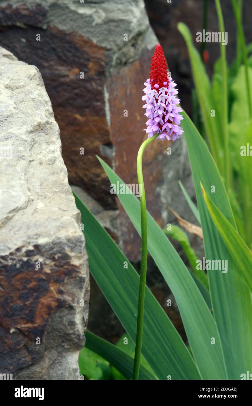 Orchideenprimel Primula vialii Stock Photo Alamy