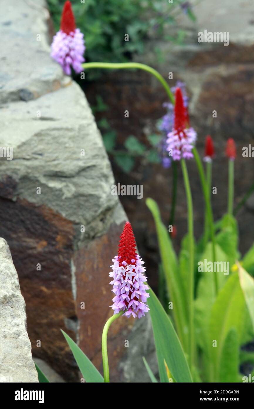 Orchideenprimel Primula vialii Stock Photo Alamy