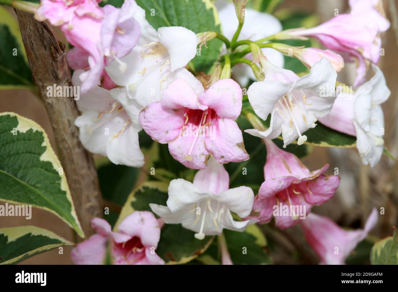 Blüten der lieblichen Weigelie Stock Photo