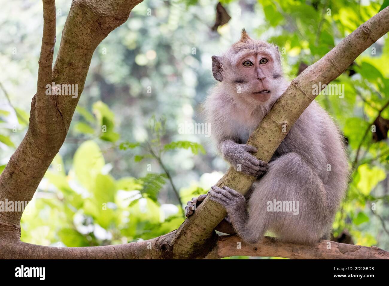 a cute monkey climbing on a tree at the Monkey Forest in Ubud, Bali Stock Photo Alamy