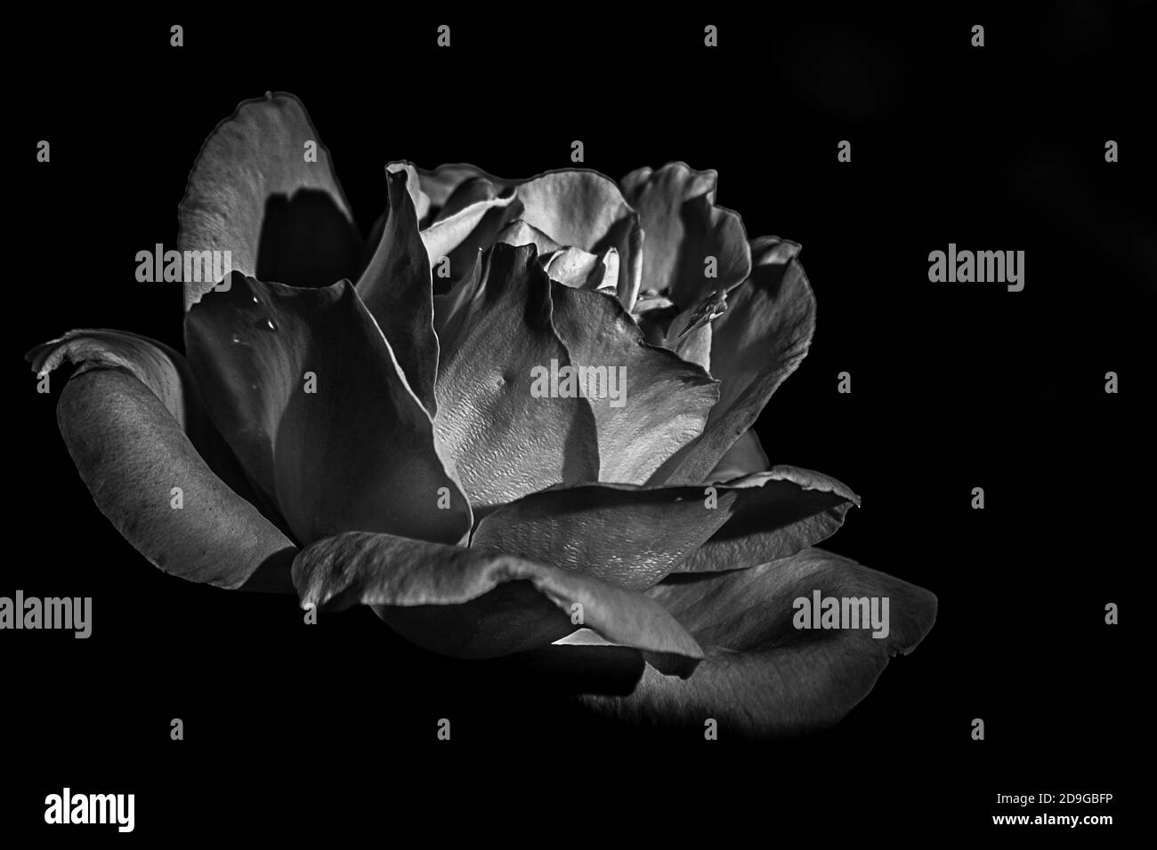 Grayscale shot of a rose Stock Photo