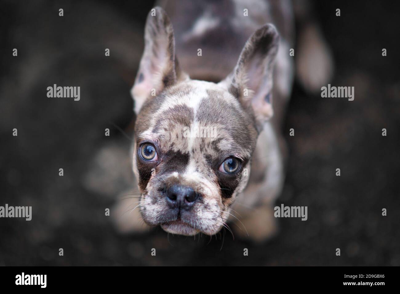 Young merle colored French Bulldog dog puppy with mottled patches looking up Stock Photo