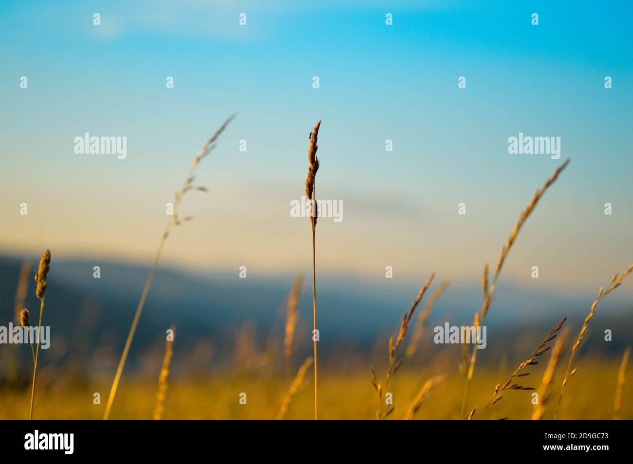 Closeup shot field grass hi-res stock photography and images - Alamy