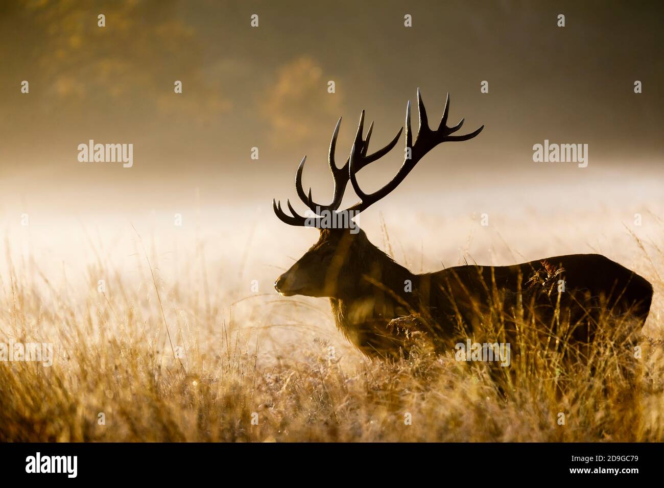 Red deer (Cervus elaphus) stag standing in early morning misty light in Richmond Park, Richmond, London, in the rutting season in late autumn Stock Photo