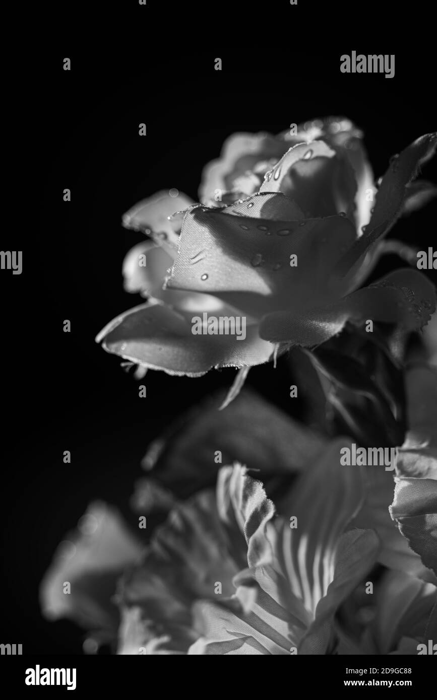 Black and white artificial flowers with rose in focus Stock Photo Alamy