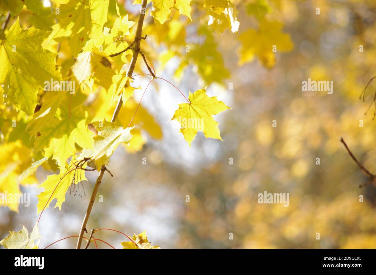 Yellow maple leaves in autumn/fall Stock Photo - Alamy