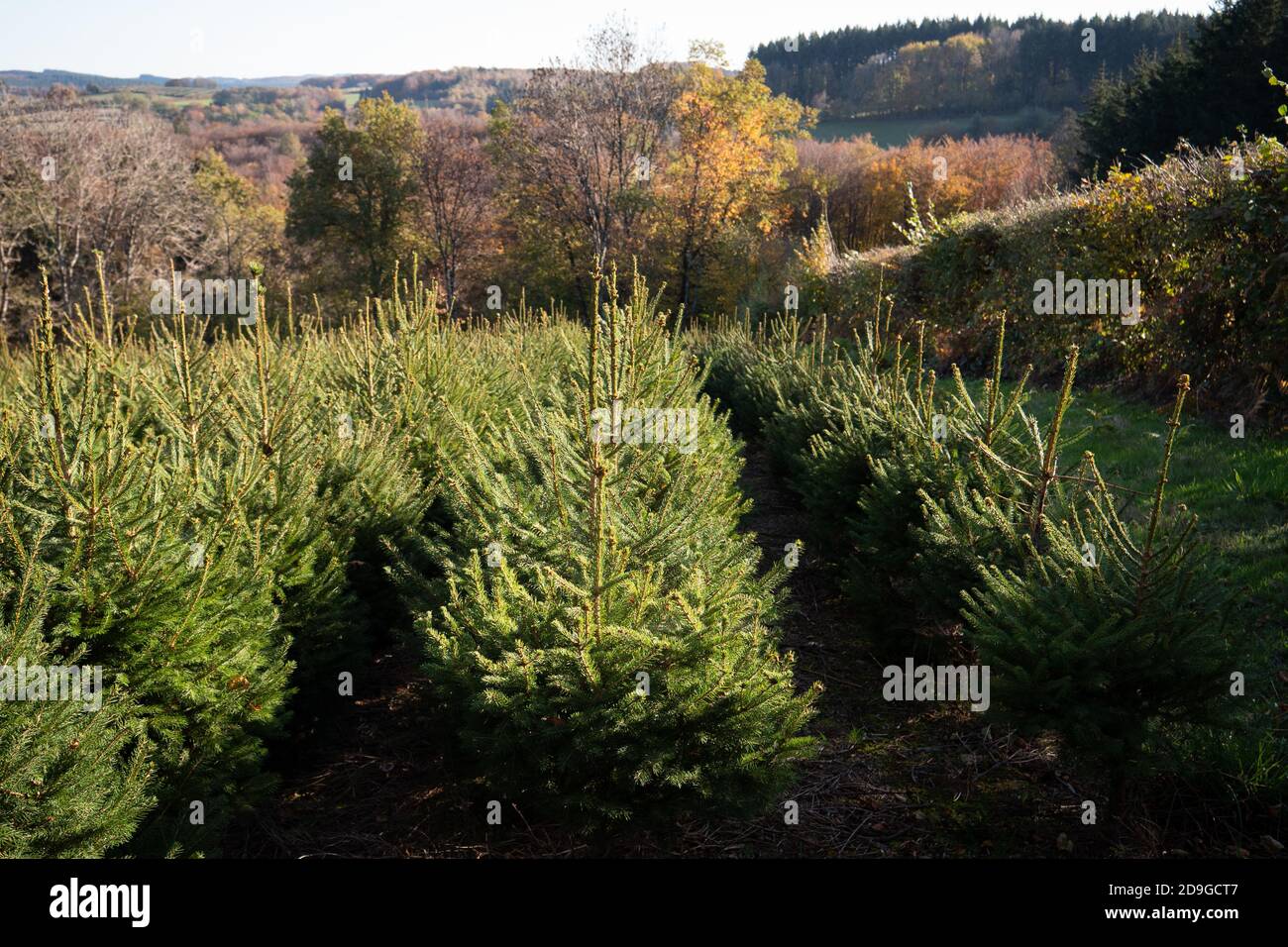 Christmas tree field in the French countryside Stock Photo