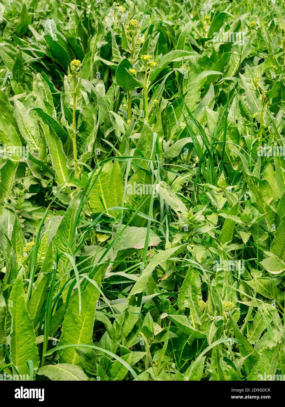 Turkish Rocket - Bunias orientalis densely overgrown foliage Stock Photo