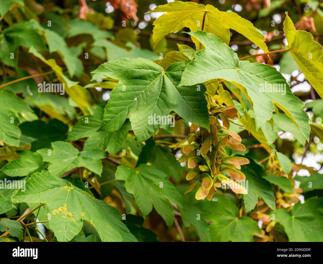 Sycamore Tree(Acer pseudoplatanus) - View of two-leaved seeds(diachenium) under the leaves. Stock Photo