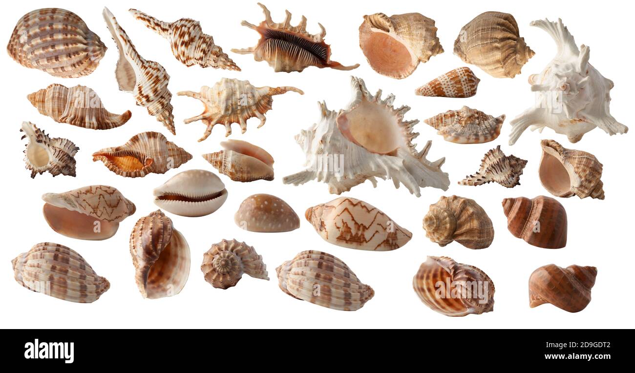 Set collection of different seashells isolated on white background ...