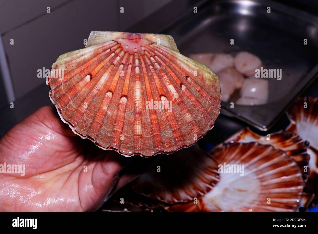 Live scallops hires stock photography and images Alamy