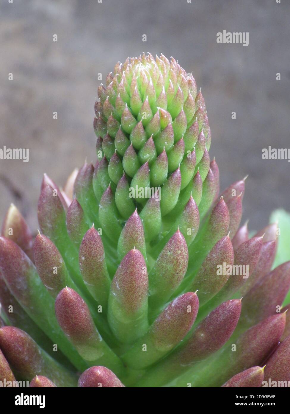 Vertical shot of the Orostachys spinosa plant Stock Photo