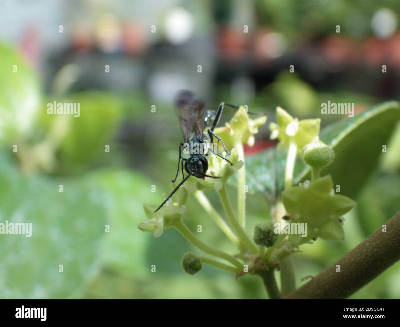 Macro shot of an insect on a green plant Stock Photo - Alamy