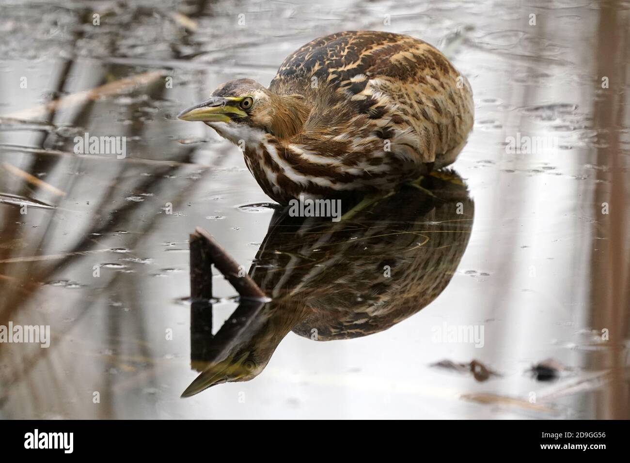 American Bittern fishing in late fall Stock Photo Alamy