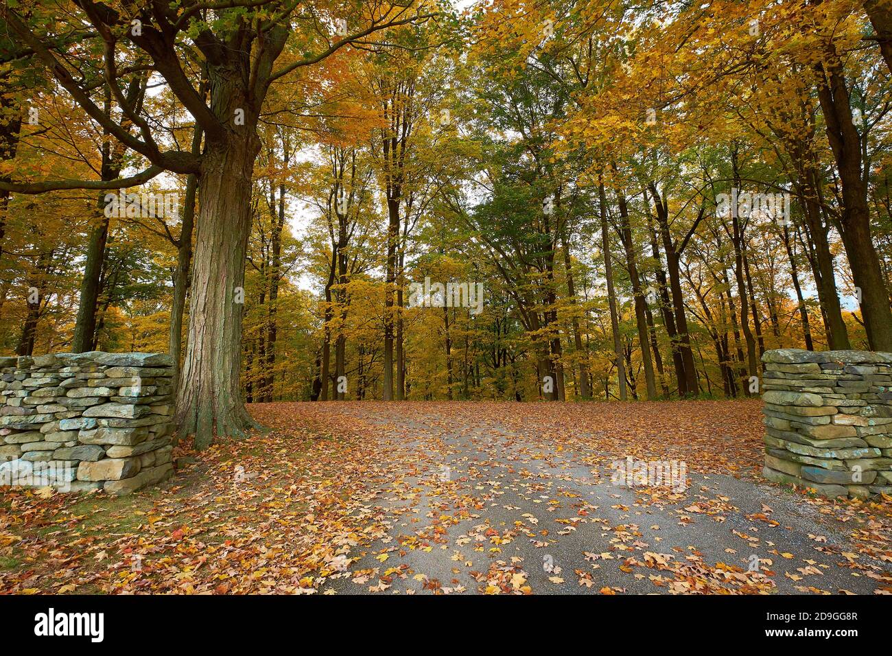 A break in Andy Goldsworthy's rock Wall.  During autumn, peak fall color at Storm King Art Center in New York. Stock Photo