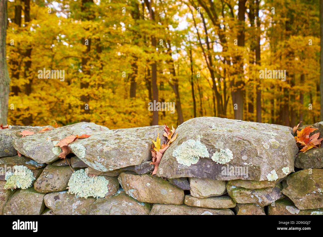 A detail, closeup of Andy Goldsworthy's rock Wall. During autumn, peak fall color at Storm King Art Center in New York. Stock Photo