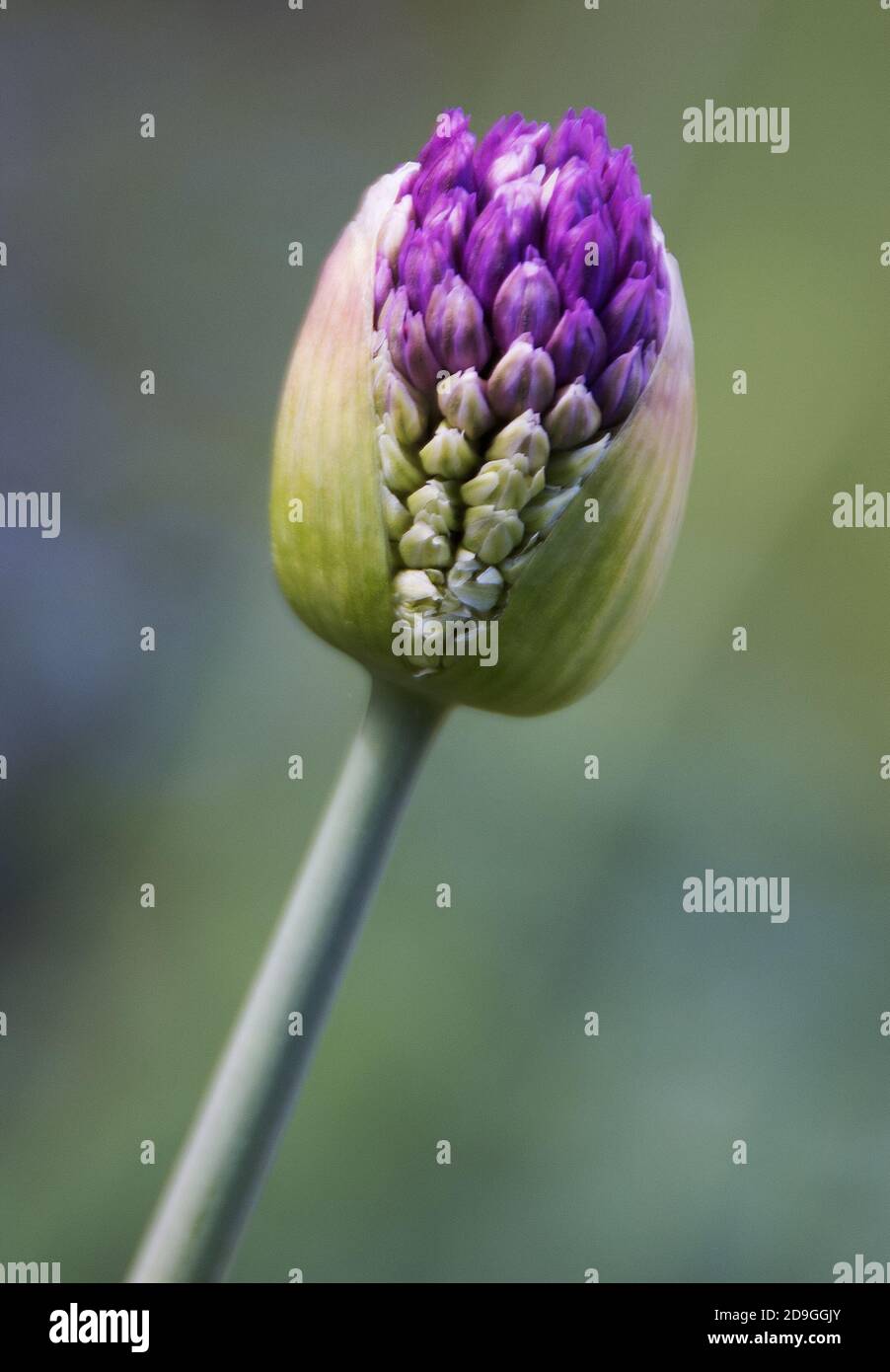 Allium in bud Stock Photo