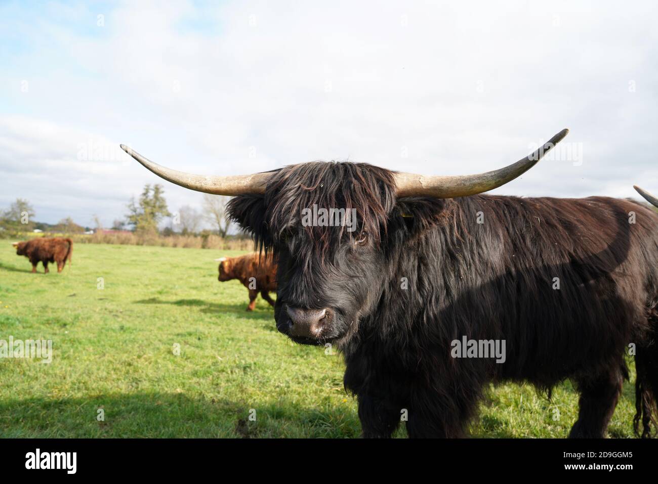 Black highland cow sunny hi-res stock photography and images - Alamy