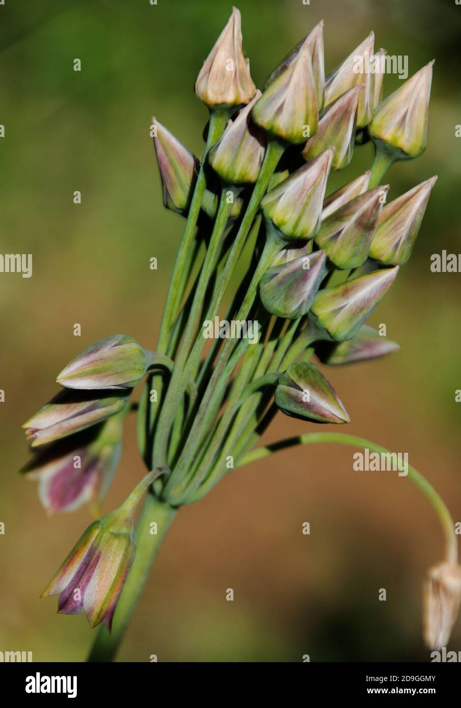 Nectaroscordum siculum known as honey garlic Stock Photo