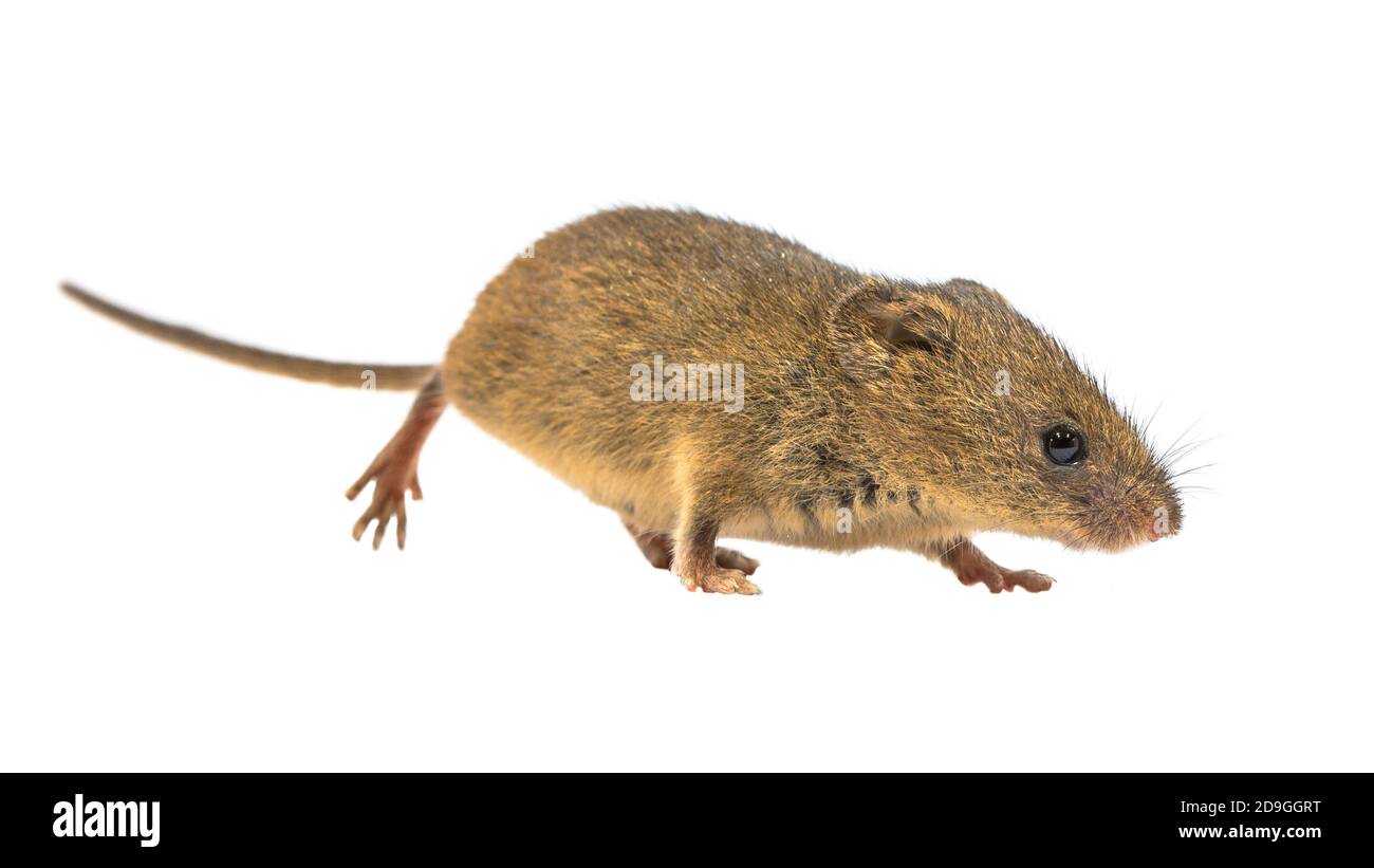 Cute Harvest Mouse (Micromys minutus) walking on white background, studio shot. This is the smallest rodent species native to Europe and Asia. It is t Stock Photo