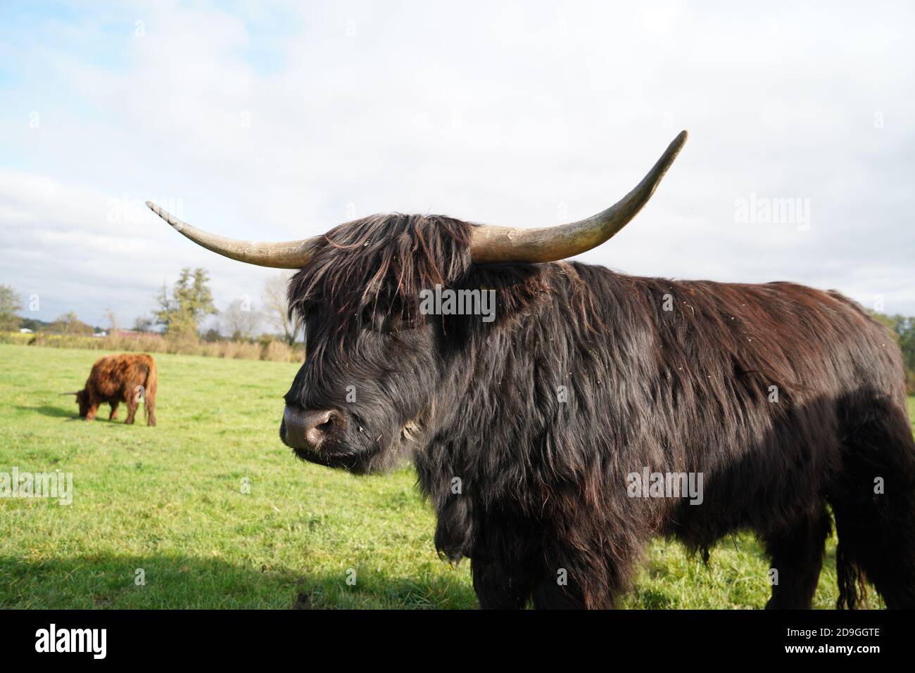 Black highland cow sunny hi-res stock photography and images - Alamy