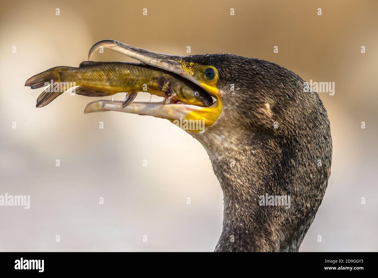 Great cormorant (Phalacrocorax carbo) eating black Bullhead (Ameiurus melas) caught in Lake Csaj, Kiskunsagi National Park, Pusztaszer, Hungary. Febru Stock Photo