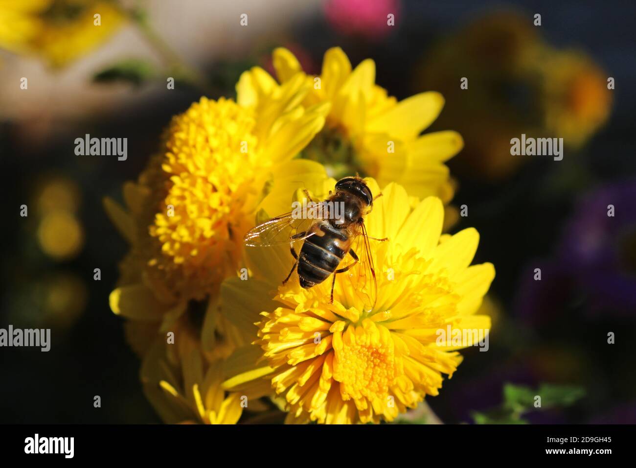 A bee on a yellow flower Stock Photo