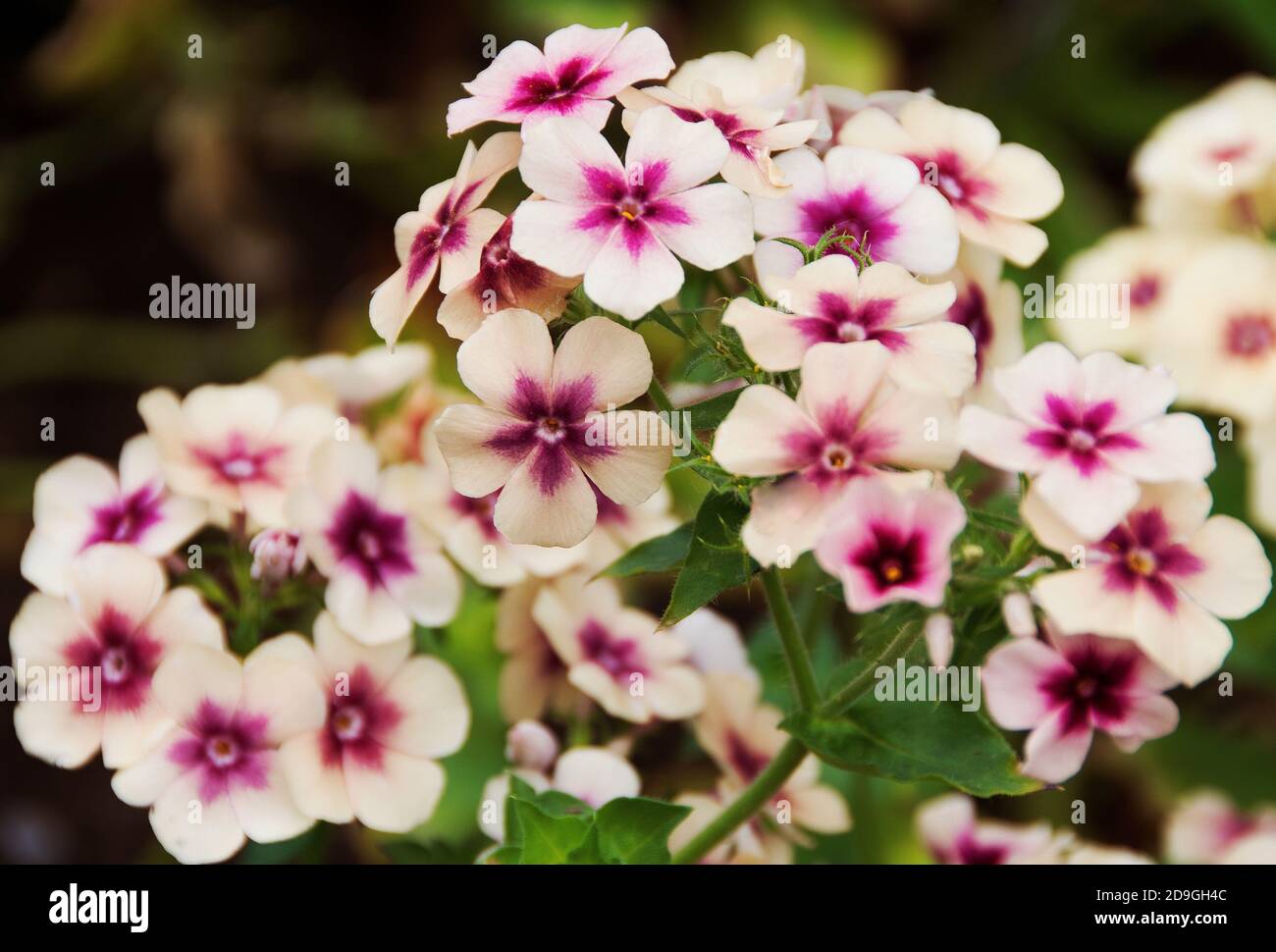 Phlox drummondii grandiflora 'Crème Brûlée' Stock Photo