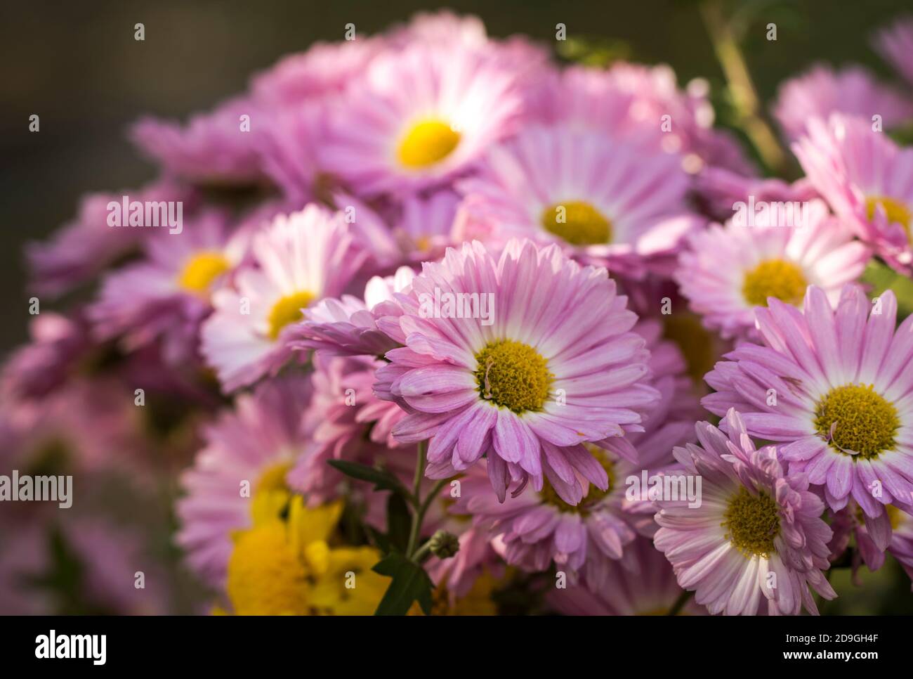 Purple yellow flowers Stock Photo