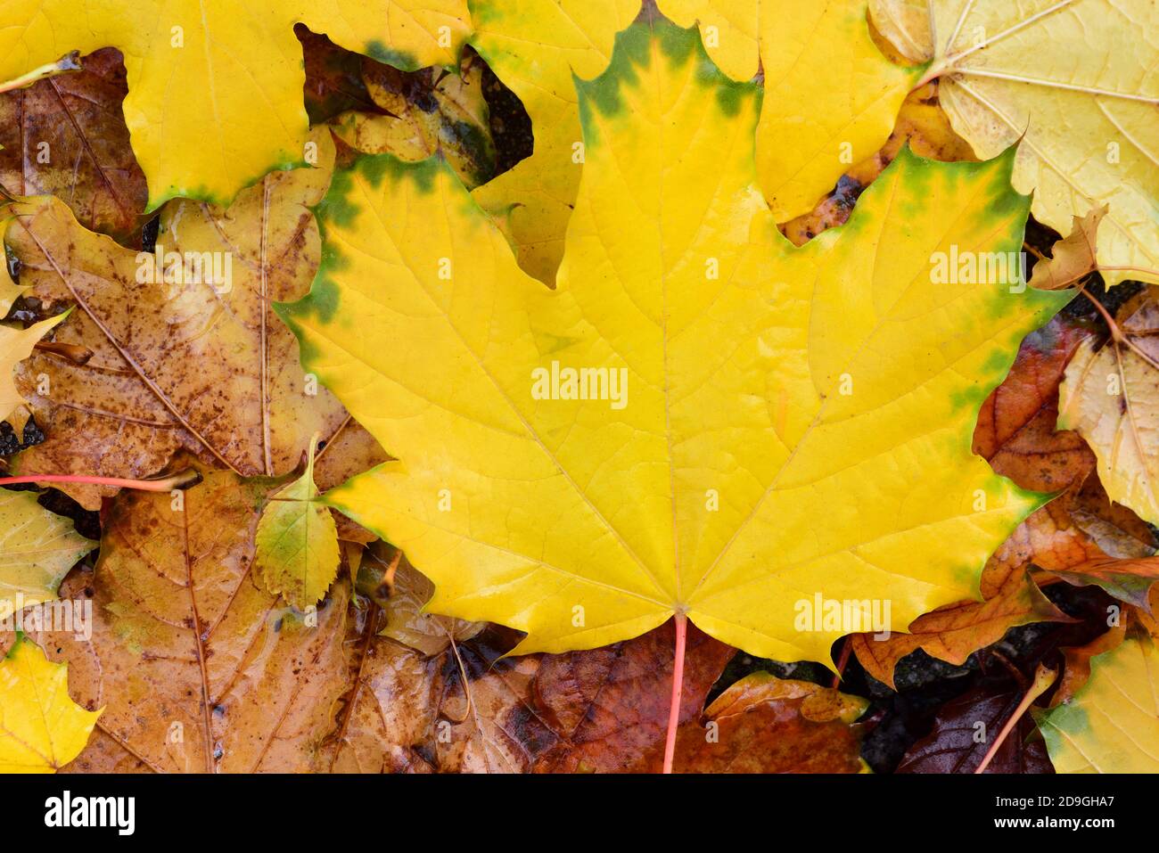 can guinea pigs eat maple leaves