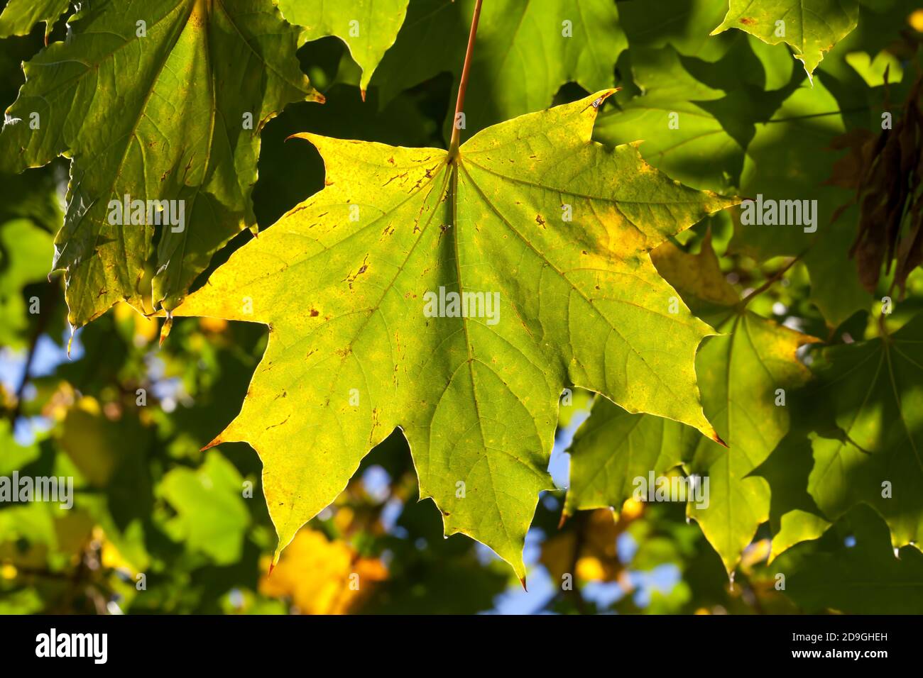 autumn tree with foliage changed color in the autumn season Stock Photo