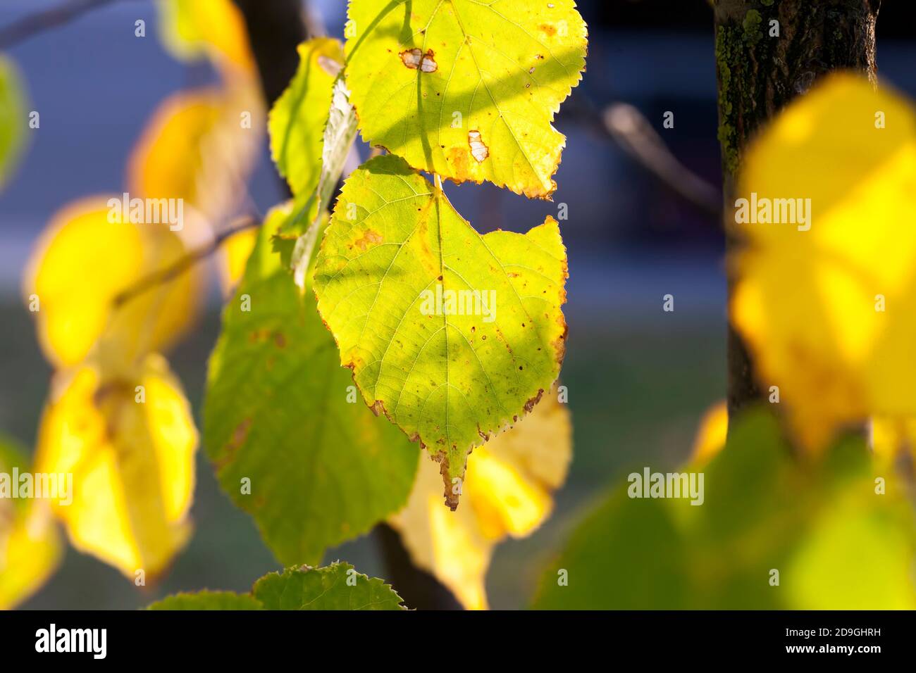 autumn linden tree with foliage Stock Photo