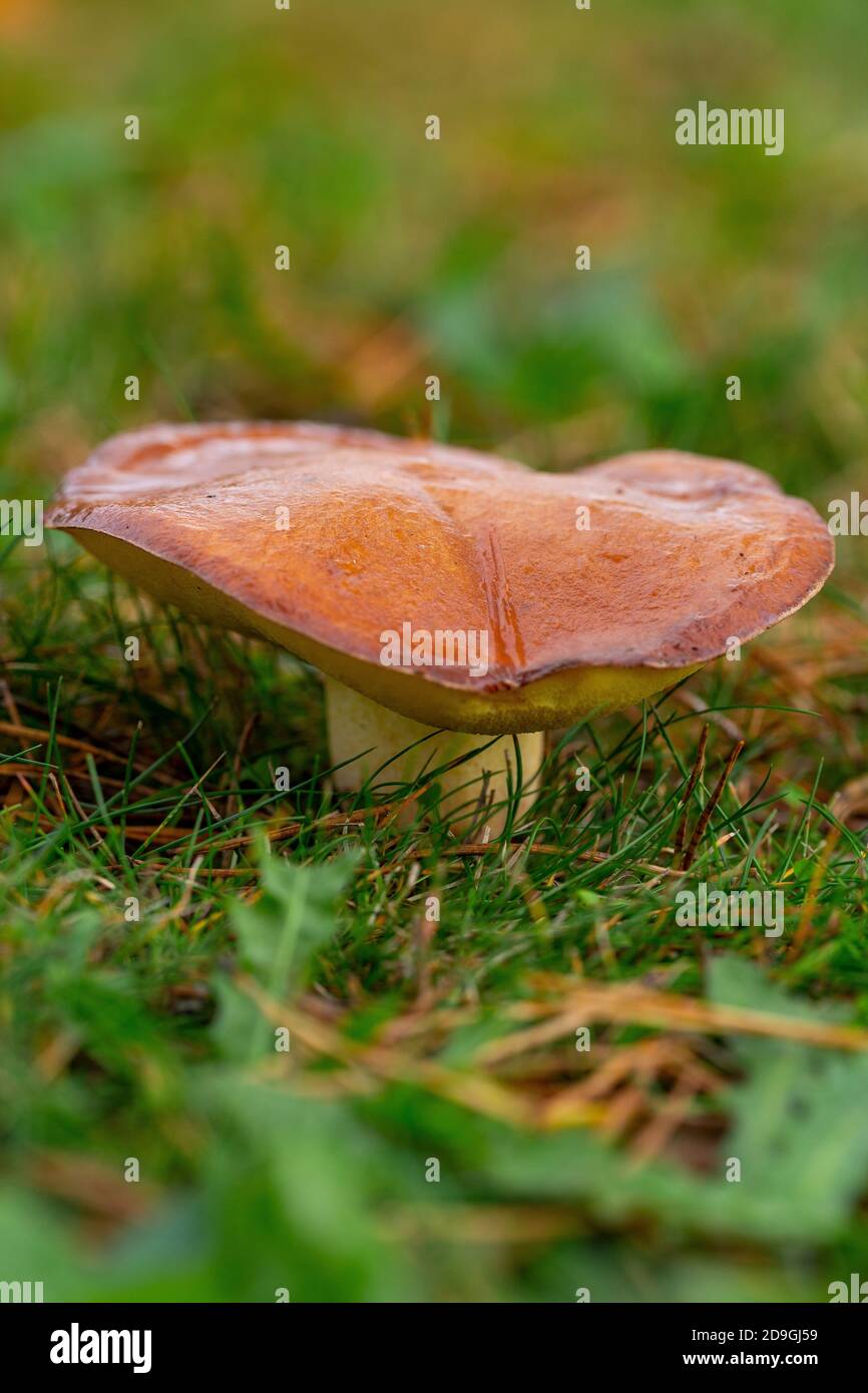 Suillus luteus hi-res stock photography and images - Alamy