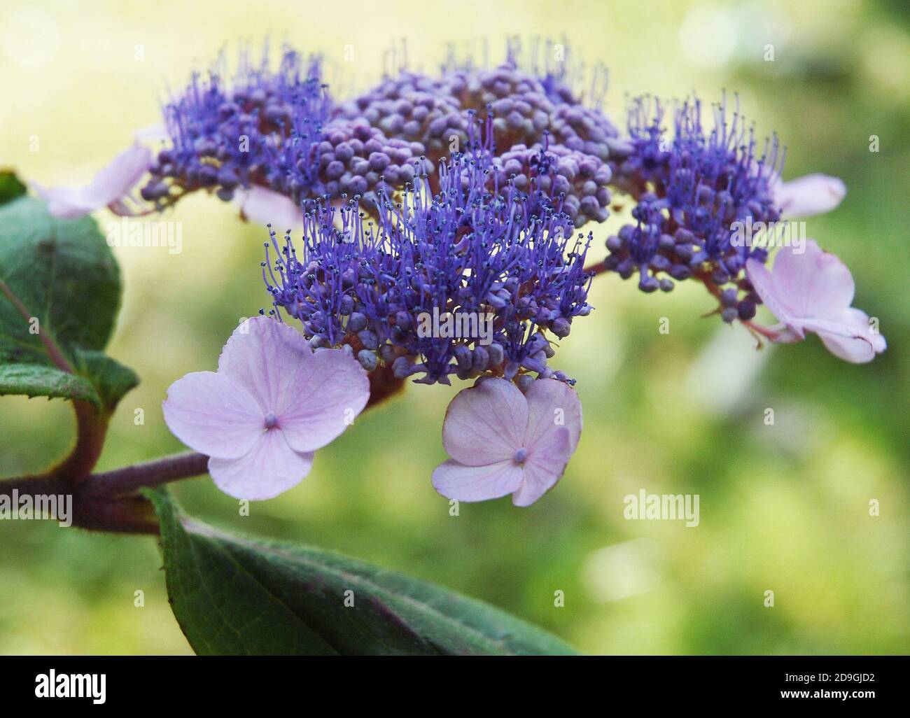 Hydrangea aspera ‘Mauvette’ Stock Photo