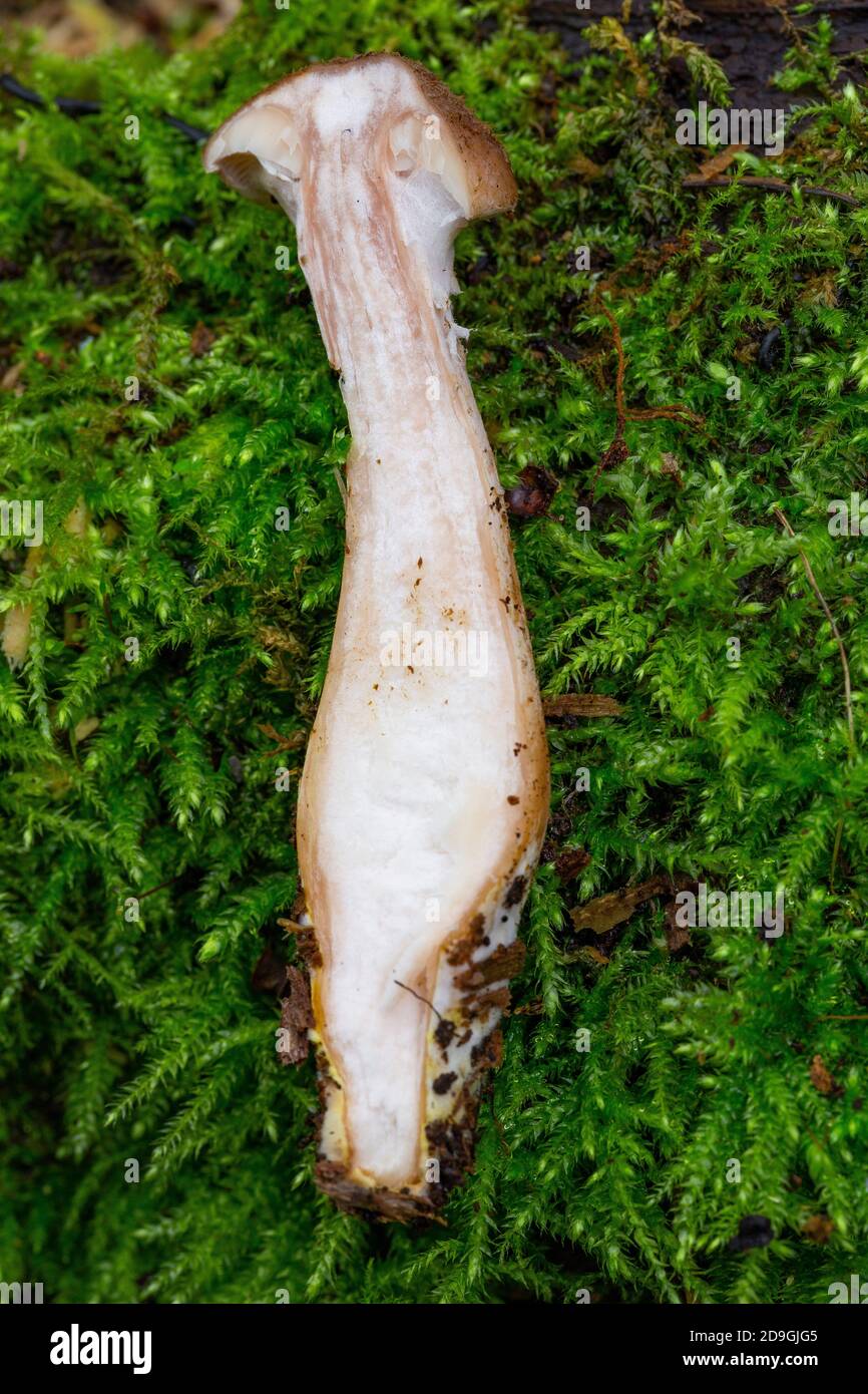 Cross section of young Armillaria gallica Stock Photo