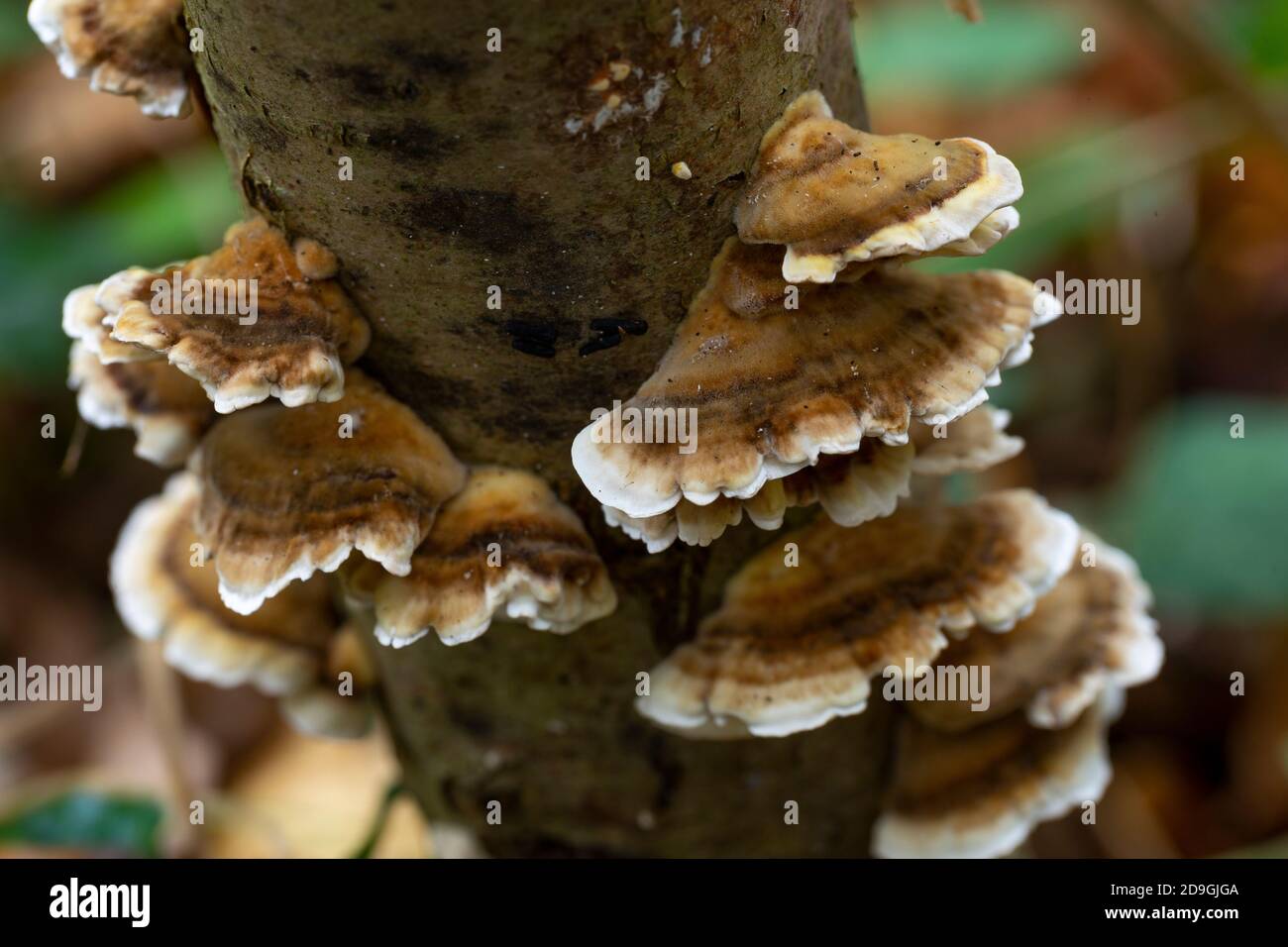 Young Trametes versicolor Stock Photo