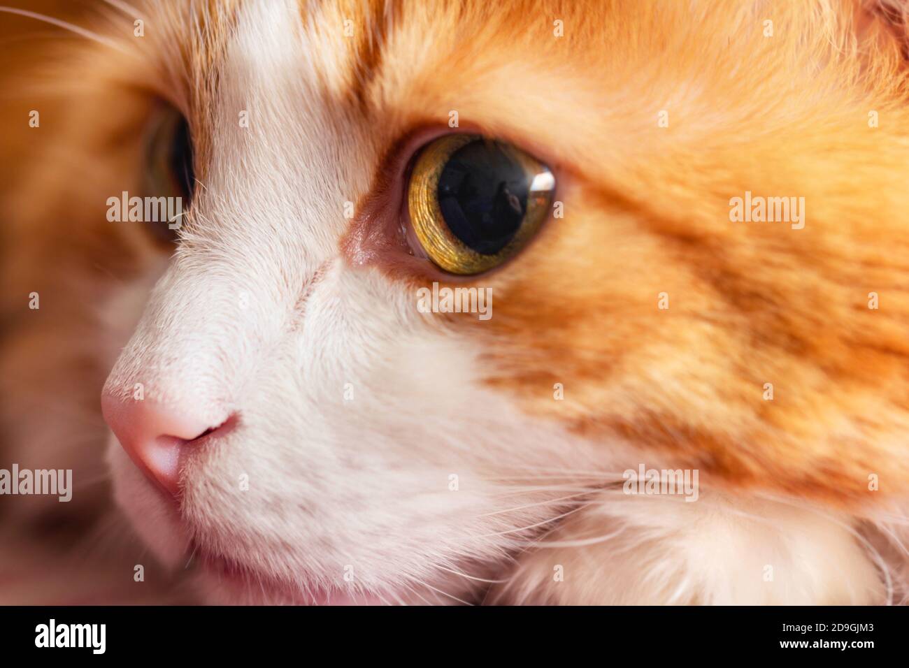 Muzzle pretty charming adult red cat closeup Stock Photo