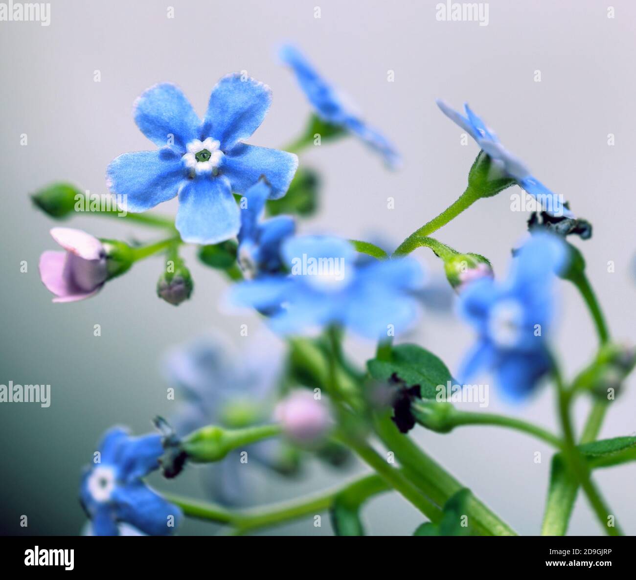 Prety soft forget-me-not flowers for present and charming feeling with good mood Stock Photo