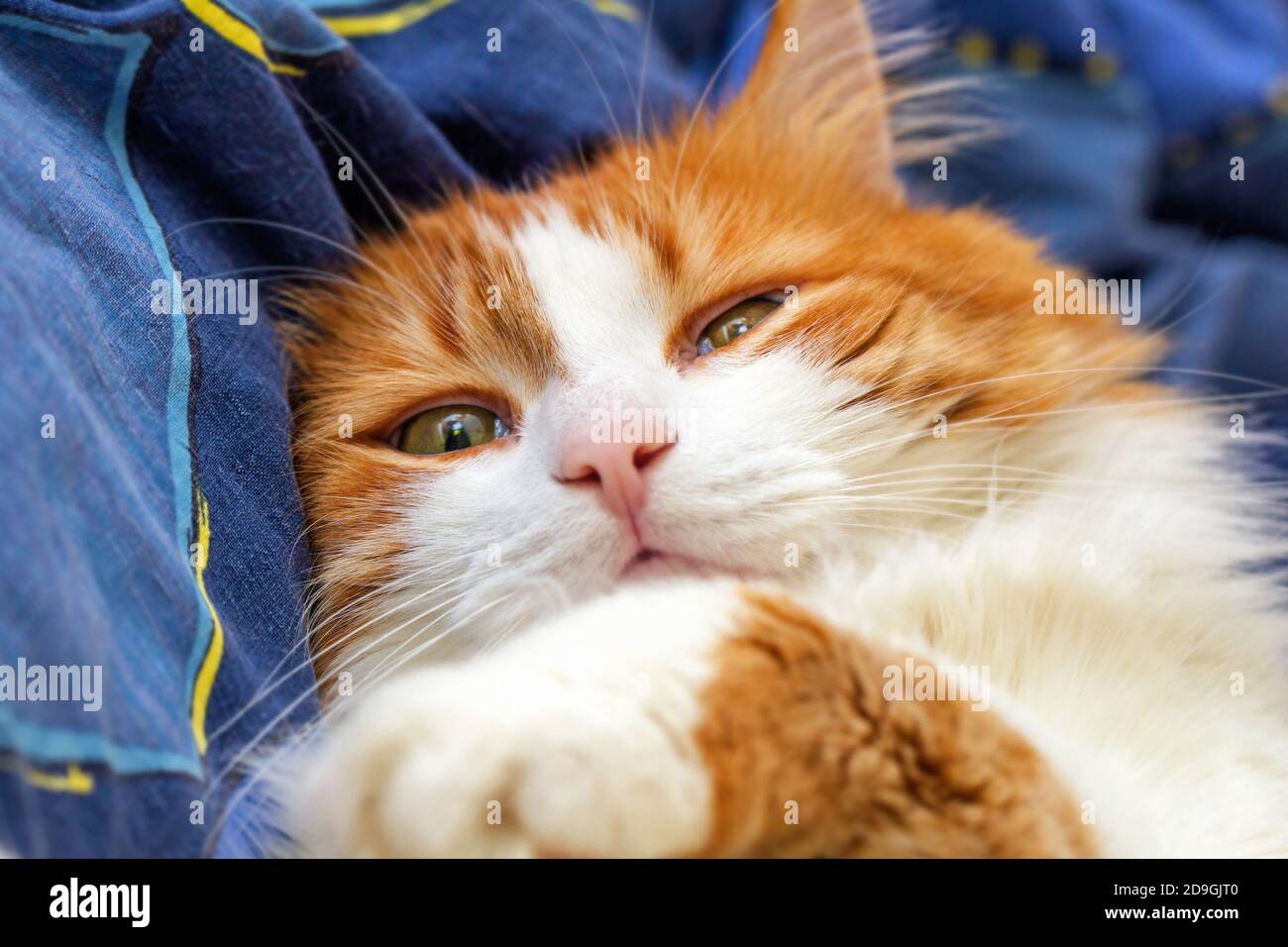Adult pretty red cat half asleep on blue background bed Stock Photo
