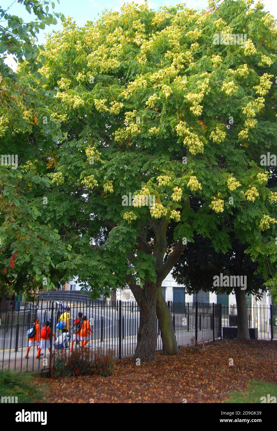A mature Koelreuteria tree Stock Photo