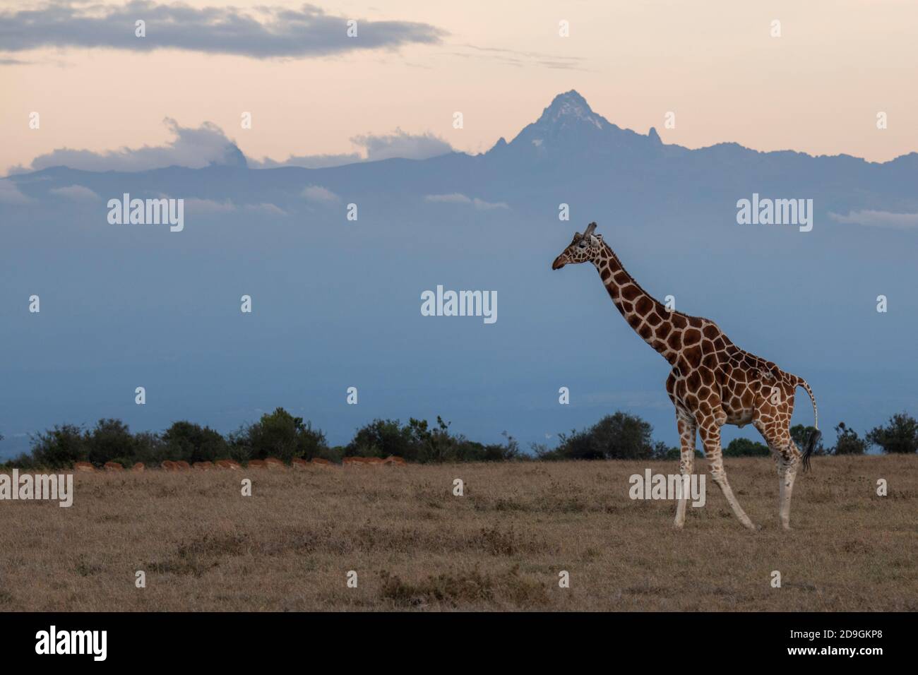 Africa, Kenya, Laikipia Plateau, Northern Frontier District, Ol Pejeta Conservancy. Reticulated giraffe (WILD: Giraffa camelopardalis reticulata) with Stock Photo
