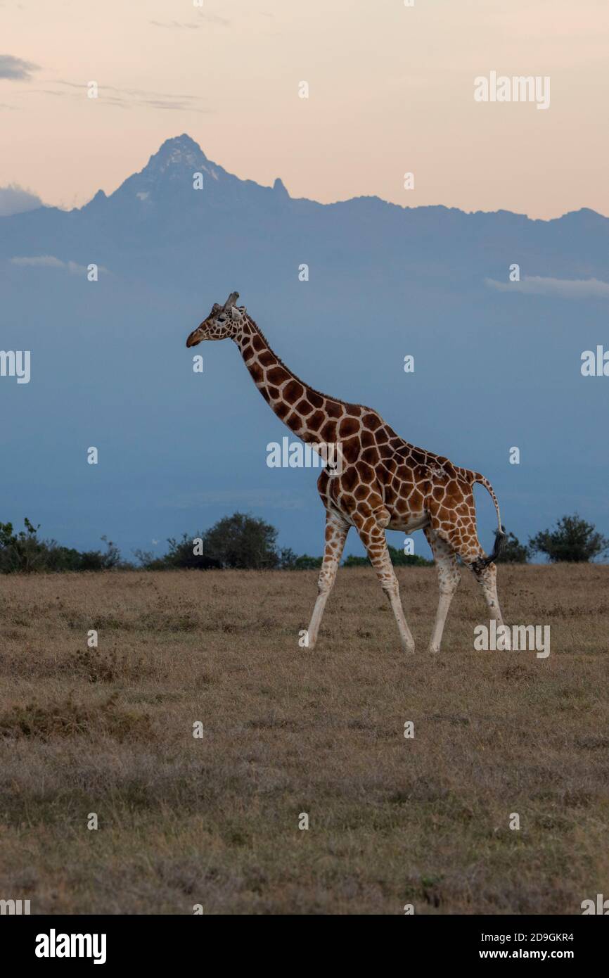 Africa, Kenya, Laikipia Plateau, Northern Frontier District, Ol Pejeta Conservancy. Reticulated giraffe (WILD: Giraffa camelopardalis reticulata) with Stock Photo