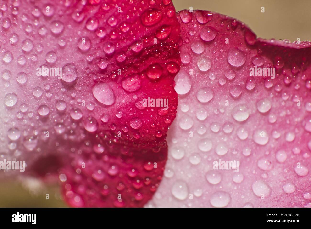 Vibrant red adenium flower hi-res stock photography and images - Alamy