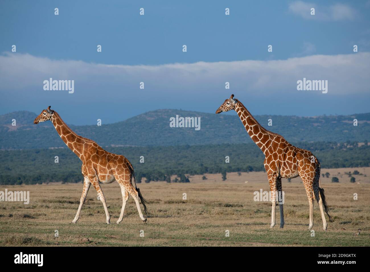 Africa, Kenya, Laikipia Plateau, Northern Frontier District, Ol Pejeta Conservancy. Reticulated giraffes (WILD: Giraffa camelopardalis reticulata) Stock Photo