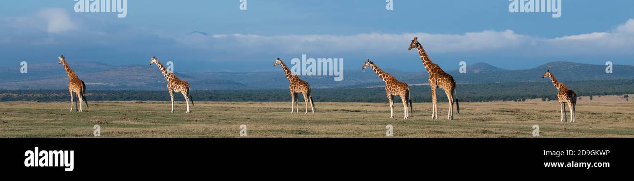Africa, Kenya, Laikipia Plateau, Northern Frontier District, Ol Pejeta Conservancy. Herd of Reticulated giraffe. Stock Photo