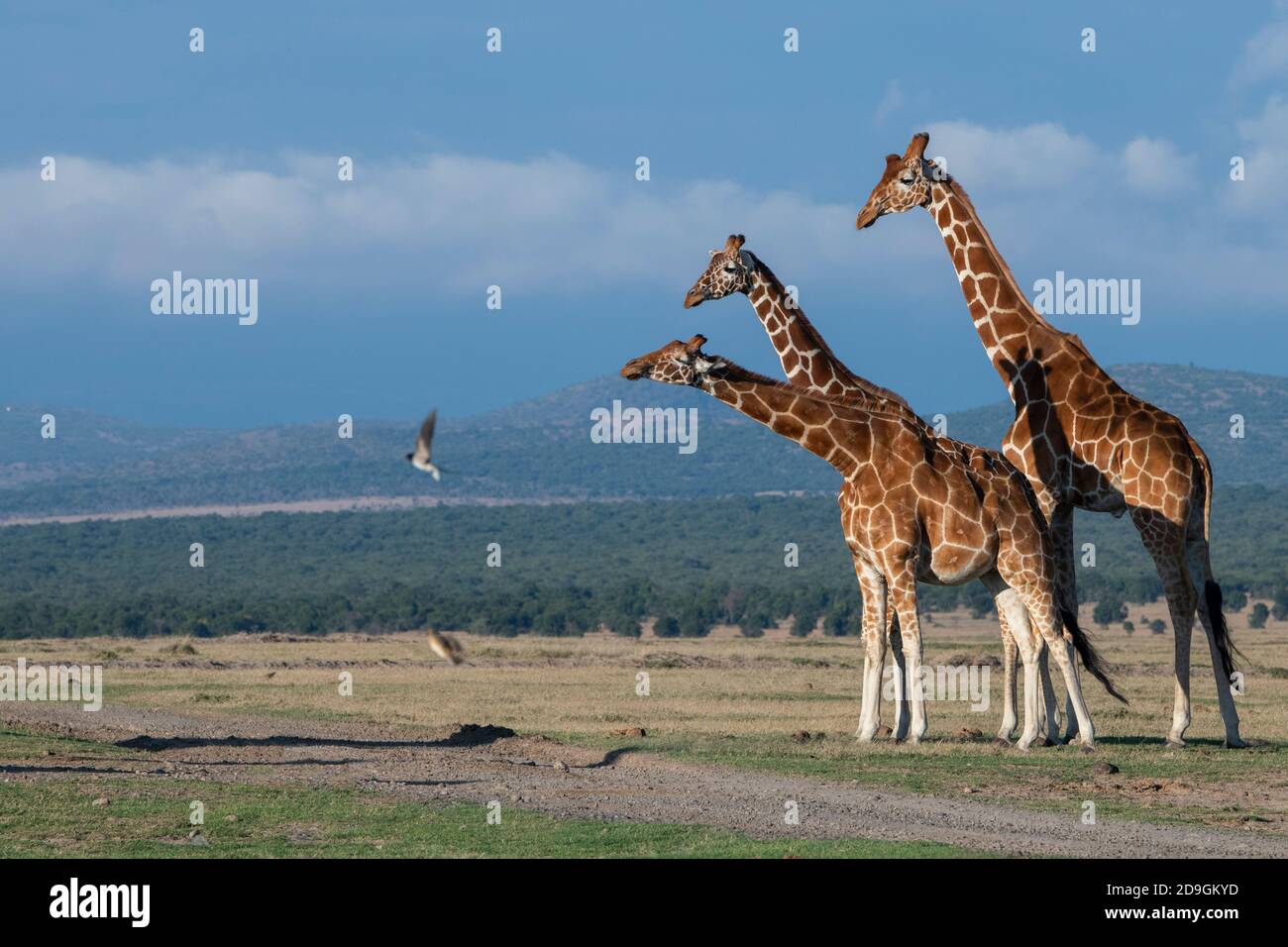 Africa, Kenya, Laikipia Plateau, Northern Frontier District, Ol Pejeta Conservancy. Reticulated giraffes (WILD: Giraffa camelopardalis reticulata) Stock Photo