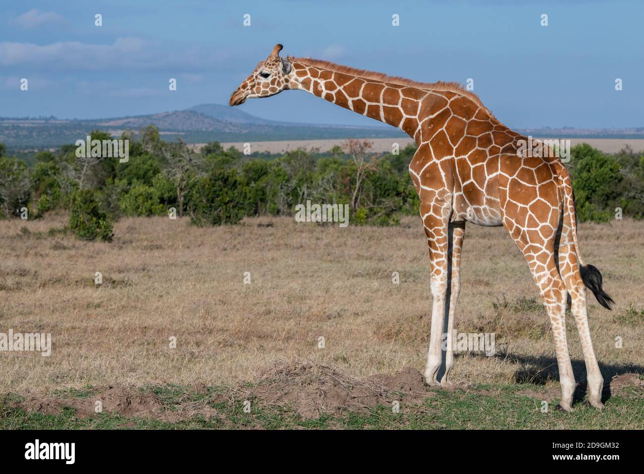 Africa, Kenya, Laikipia Plateau, Northern Frontier District, Ol Pejeta Conservancy. Reticulated giraffe (WILD: Giraffa camelopardalis reticulata) Stock Photo
