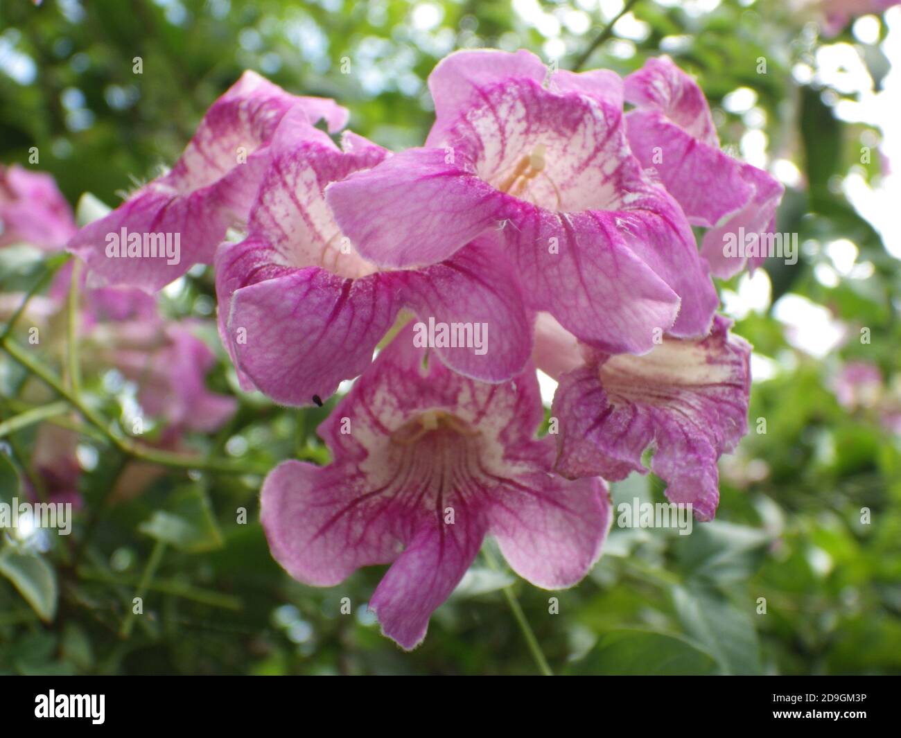 Closeup shot of Clytostoma flowers Stock Photo
