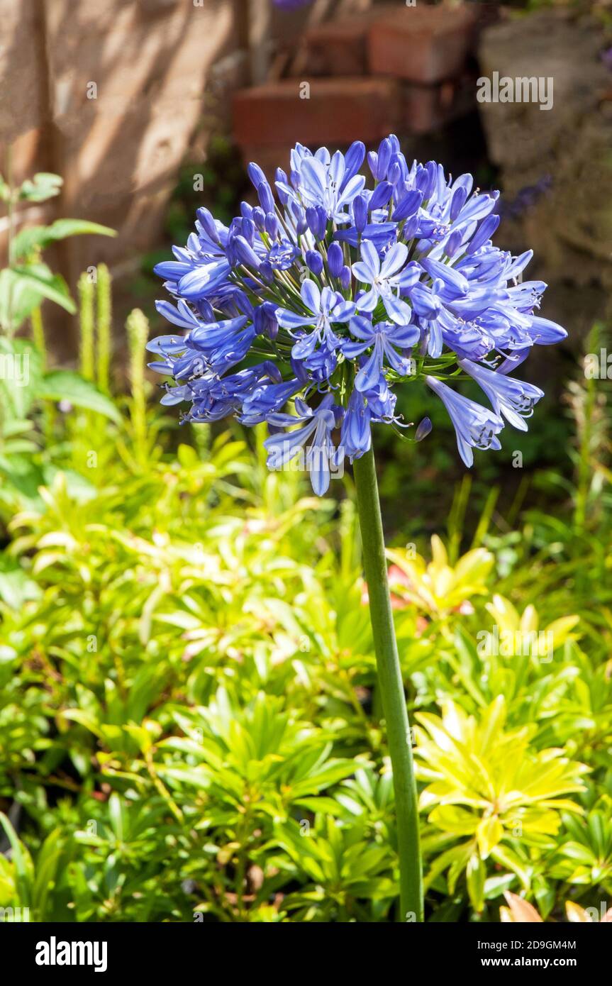 Agapanthus Headbourne Hybrid breaking into flower.  Large round flower head with blue flowers Perennial evergreen and fully hardy Stock Photo