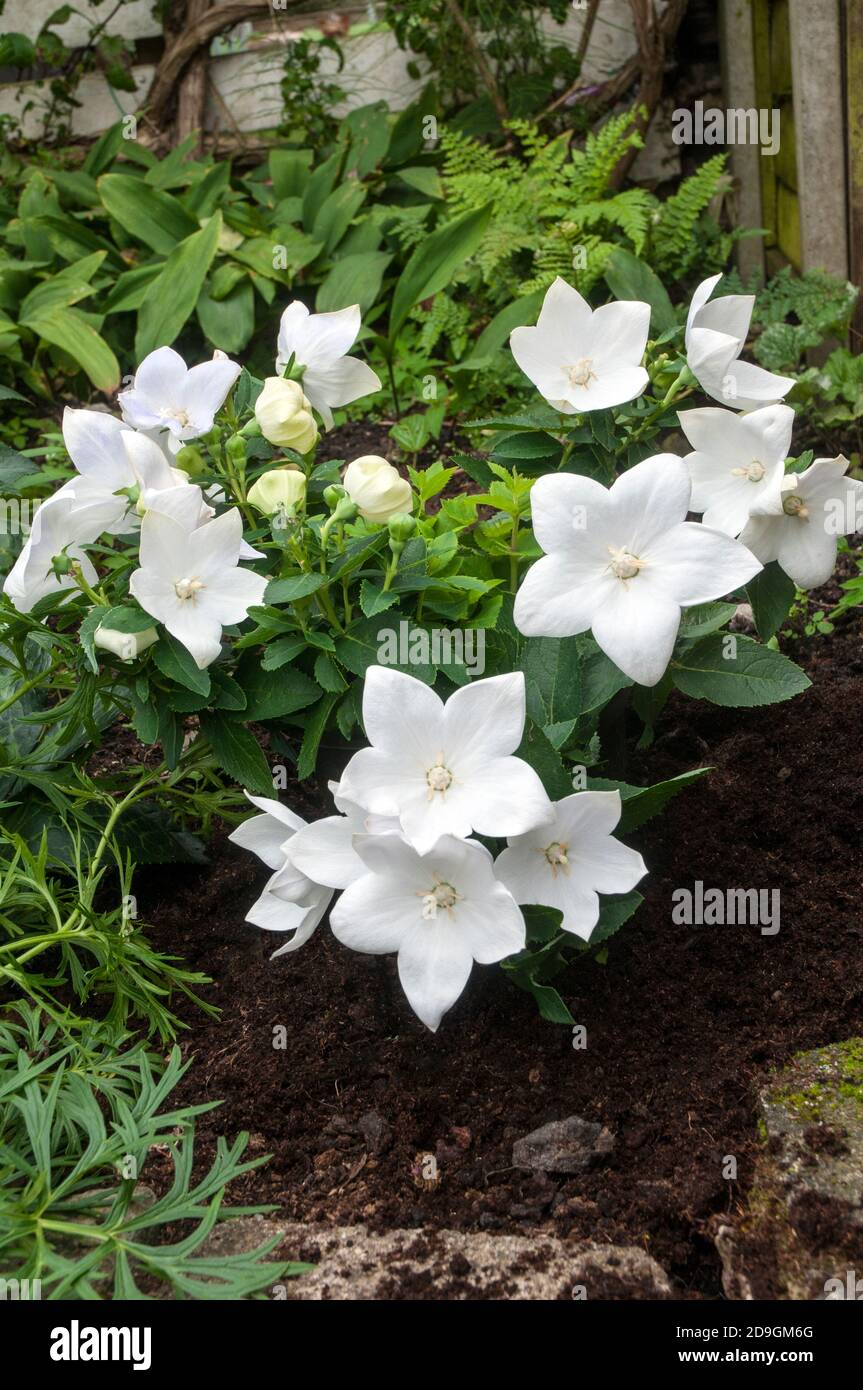 White Platycodon Grandiflorus or Balloon flower detail  A deciduous herbaceous perennial that is fully hardy  An ideal border and rockery plant Stock Photo